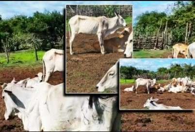 Newsthamizha